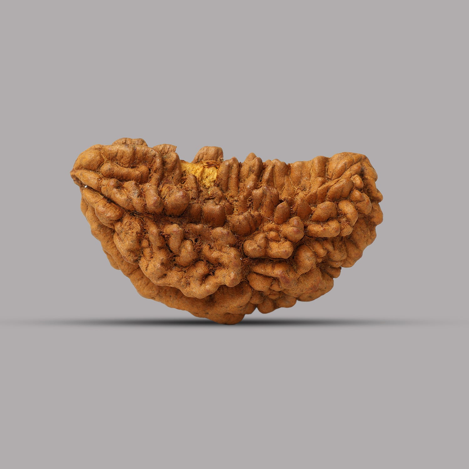 1 Mukhi Rudraksha