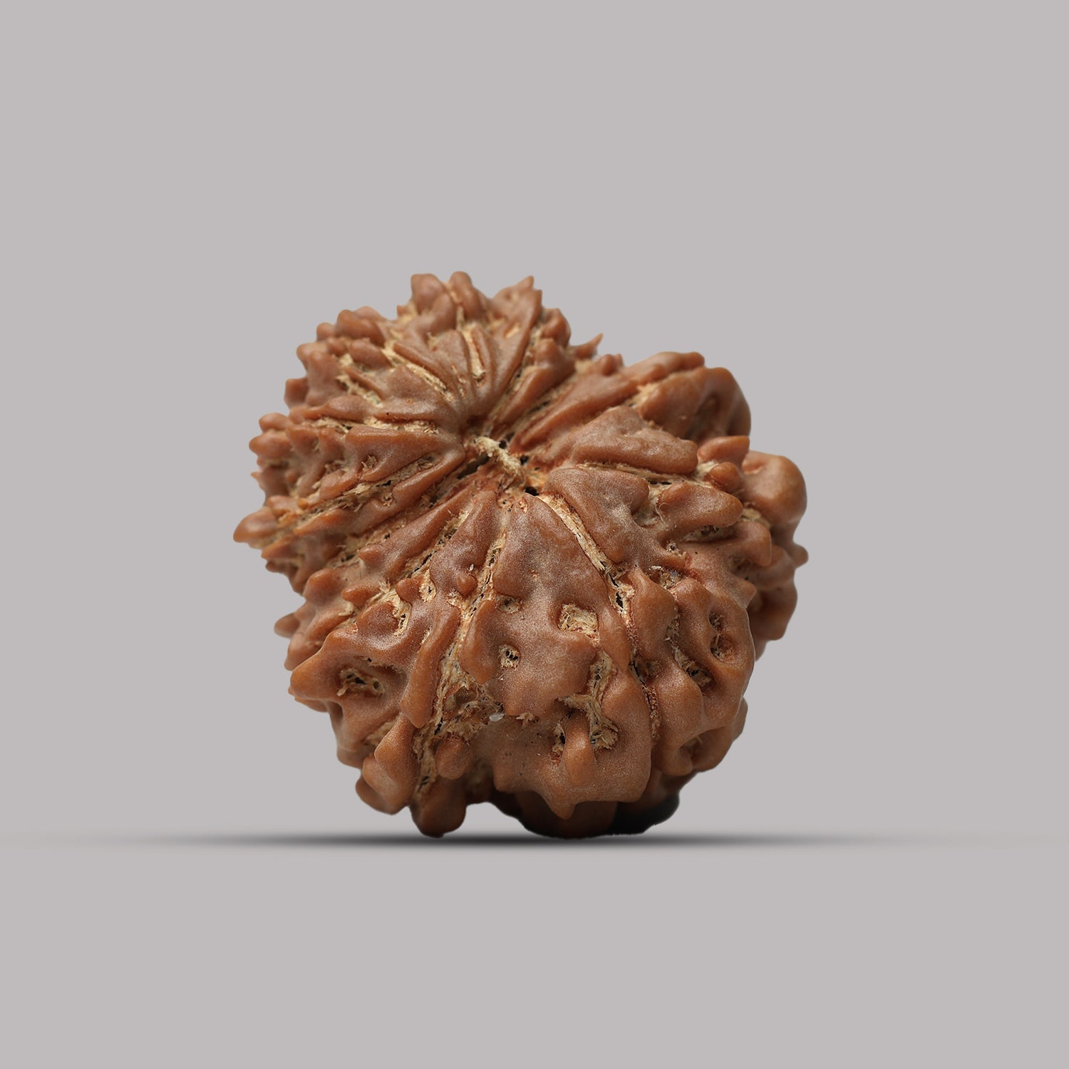 12 Mukhi Rudraksha