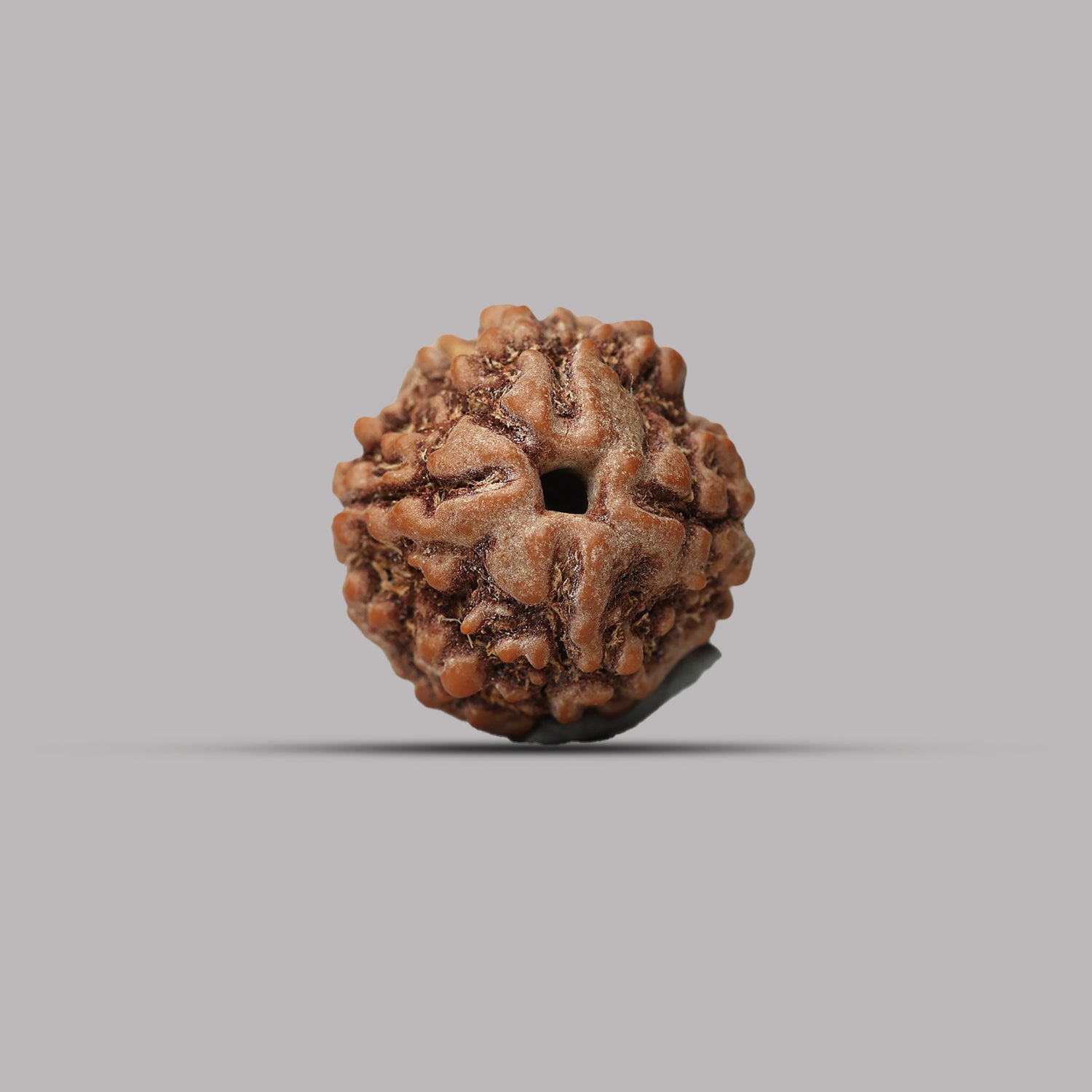 4 Mukhi Rudraksha