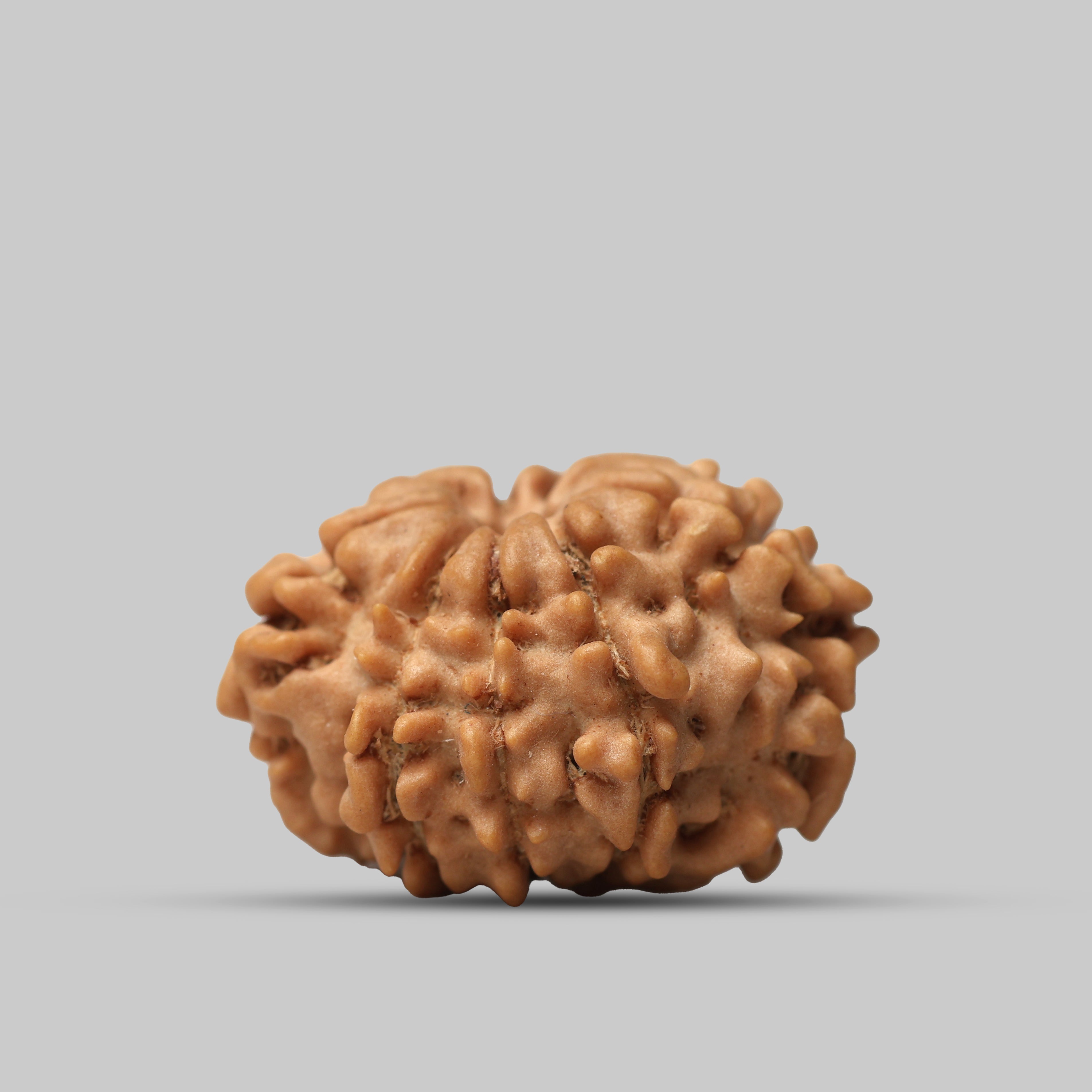9 Mukhi Rudraksha